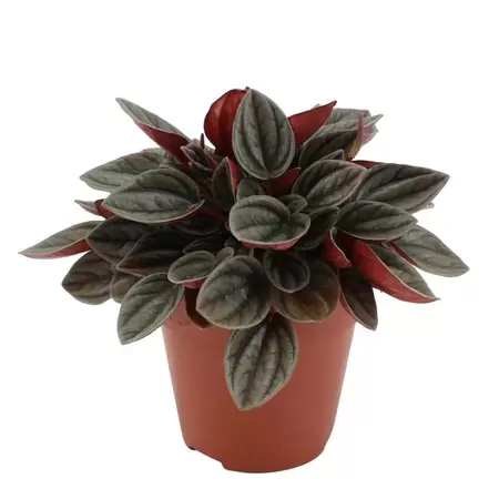 Peperomia napoli nights p7cm