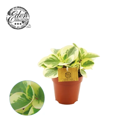 Peperomia Obtipan Bicolor P12