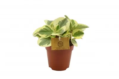 Peperomia Obtipan Bicolor P12cm - afbeelding 1