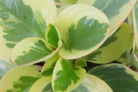 Peperomia Obtipan Bicolor P12cm - afbeelding 2