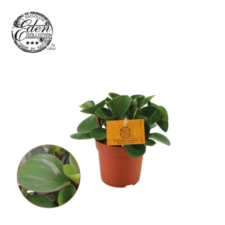 Peperomia Obtipan Groen P10.5
