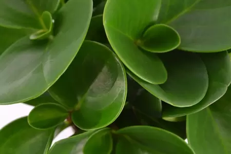 Peperomia Obtusfolia p12h20cm - afbeelding 2