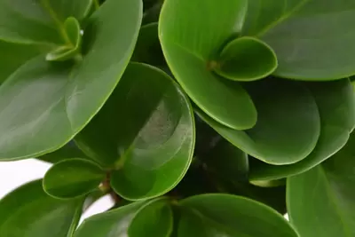Peperomia Obtusfolia p12h20cm - afbeelding 2