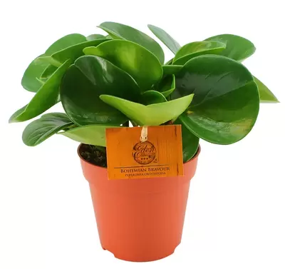 Peperomia Obtusfolia p12h20cm - afbeelding 1