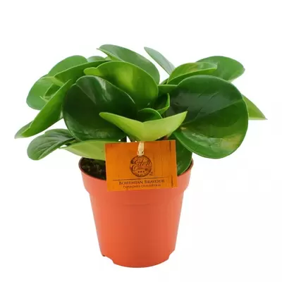 Peperomia Obtusifolia P12