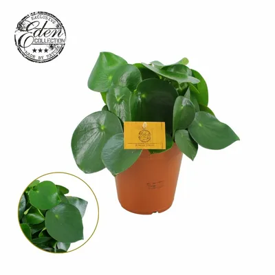 Peperomia Polybotrya P15