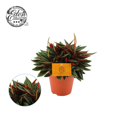 Peperomia Rosso P12