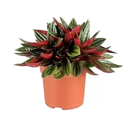 Peperomia Rosso p7cm