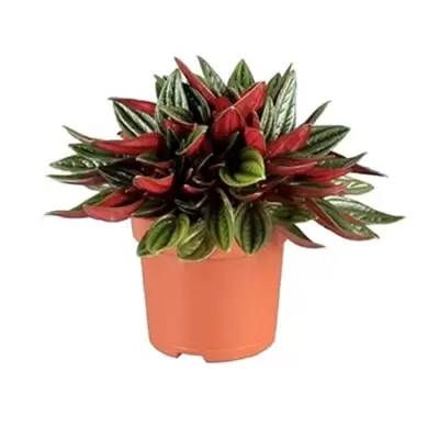 Peperomia Rosso p7cm