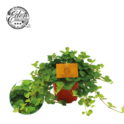 Peperomia rotundifolia P12