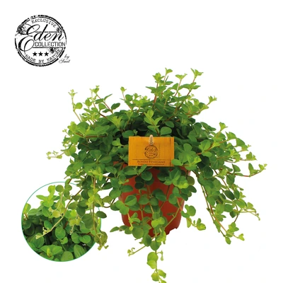 Peperomia Rotundifolia P15 cm