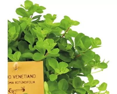 Peperomia Rotundifolia p15h25cm - afbeelding 2