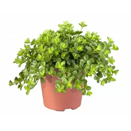 Peperomia Rotundifolia p15h25cm - afbeelding 1
