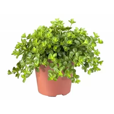 Peperomia Rotundifolia p15h25cm - afbeelding 1