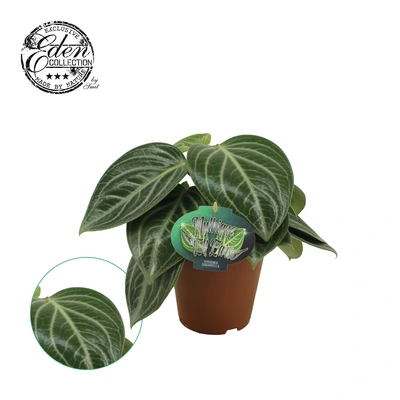 Peperomia Sarcophylla P15
