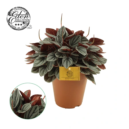Peperomia Sunrise P15