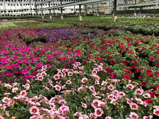 Perkplanten