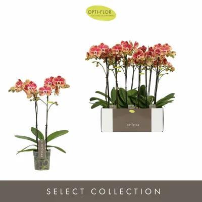 Phal 2 Tak Optistar Spears