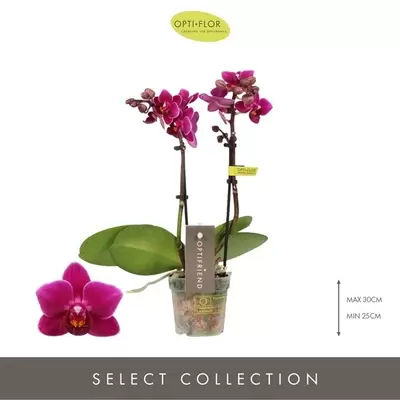 Phalaenopsis Mini Paars Pot 7cm