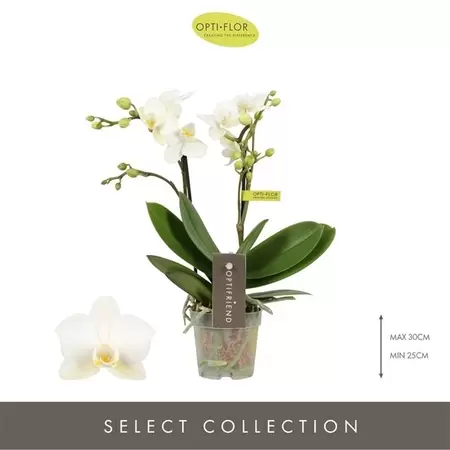 Phalaenopsis Mini Wit Pot7cm