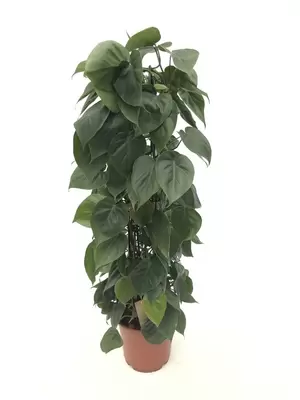 Philodendron scandens gaasrek P24 H120 cm