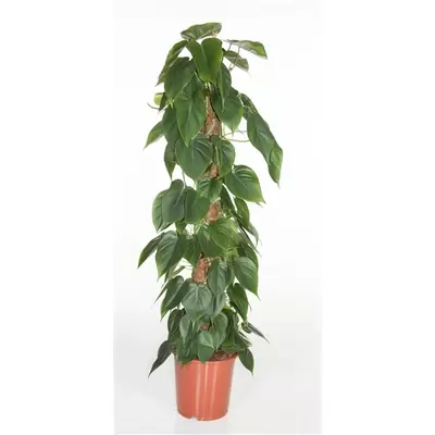 Philodendron Scandens gaasrek P24 H120cm