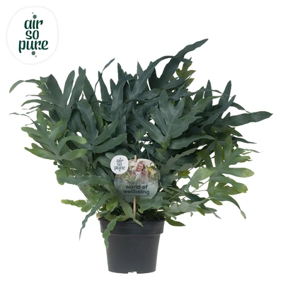 Phlebodium aur. Blue Star P17 H50cm