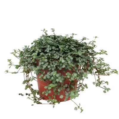 Pilea Glaucophylla Greyzy p12cm - afbeelding 1