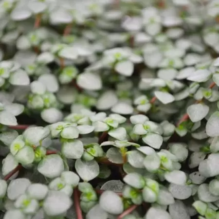 Pilea Glaucophylla Greyzy p12cm - afbeelding 2
