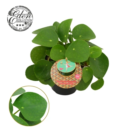Pilea Peperomioides P12 H20cm