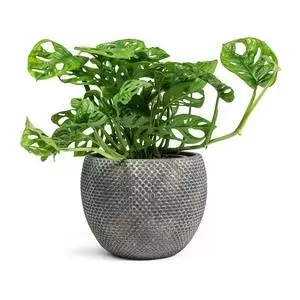 Planter fay l29b16h24cm blue gold - afbeelding 3
