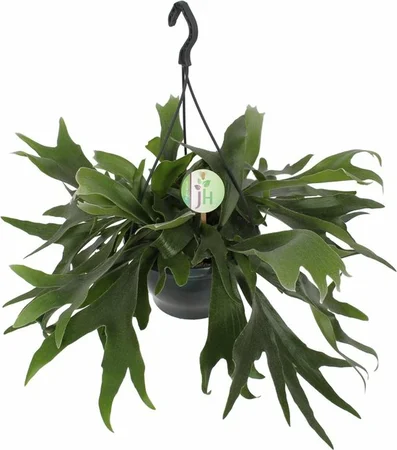 Platycerium P20 Bifurcatum hangpot