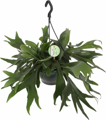 Platycerium P20 Bifurcatum hangpot