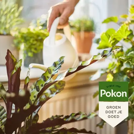 Pokon Bio Kamerplanten Voeding 500ml - afbeelding 2