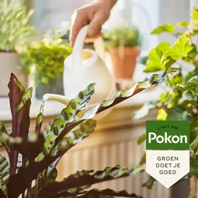 Pokon Bio Kamerplanten Voeding 500ml - afbeelding 2