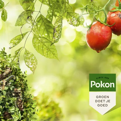 Pokon bio kuur voor weerbare en gezonde planten spray 750ml - afbeelding 2