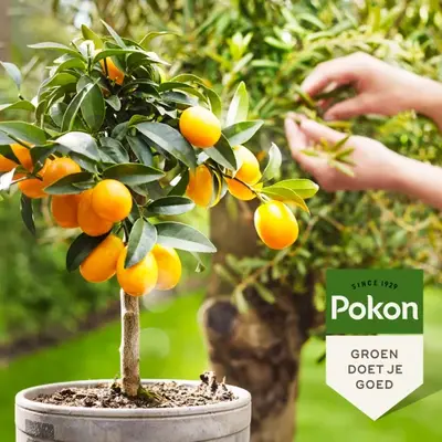 Pokon Bio Mediterrane Planten Voeding 500ml - afbeelding 2