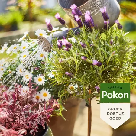 Pokon Bio Terras & Balkon Planten Voeding 1L - afbeelding 2