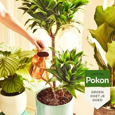 Pokon kamerplanten voeding poeder 100g - afbeelding 4