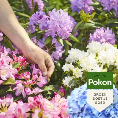 Pokon Rodo, Hortensia & Azalea Mest 2,5kg - afbeelding 2