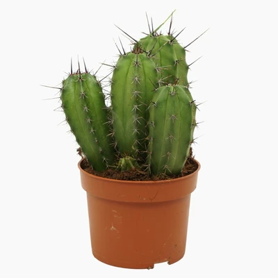 Polaskia P8.5 Chichipe