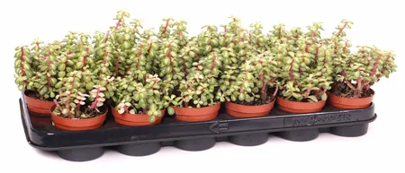 Portulacaria P8.5 afra Mediopicta