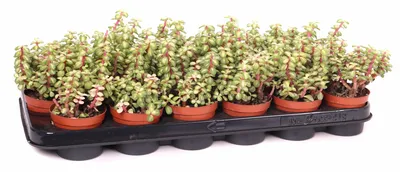 Portulacaria P8.5 afra Mediopicta