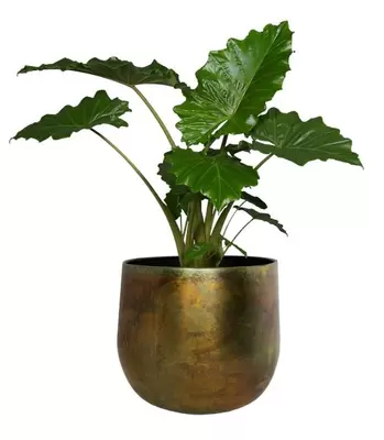 Pot elisa d46h38cm vintage groen - afbeelding 3
