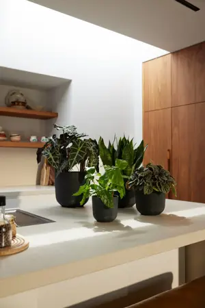 Pot jazz d14cm living black - afbeelding 4