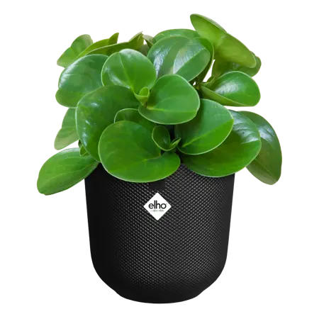 Pot jazz d14cm living black - afbeelding 2