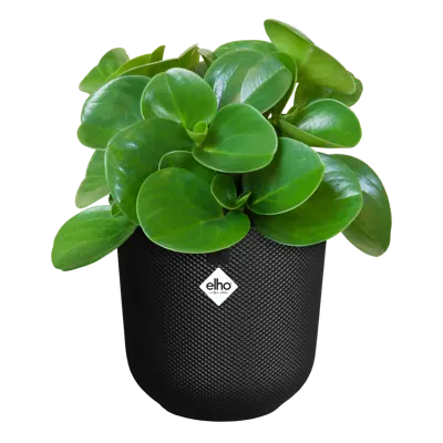 Pot jazz d14cm living black - afbeelding 2