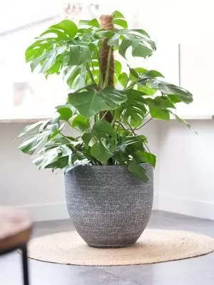 Pot karlijn d28h25cm antraciet - afbeelding 2