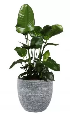 Pot karlijn d42h38cm antraciet - afbeelding 5