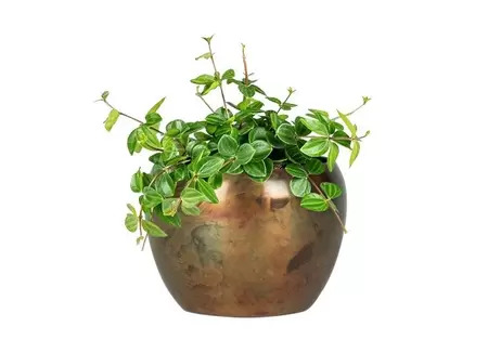 Pot kian d7h5cm sky burn - afbeelding 2